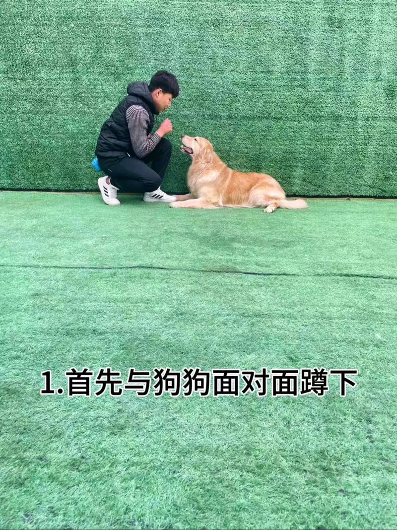 训狗教程成犬视频大全 