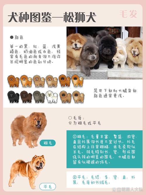 训狗全套教程松狮犬 