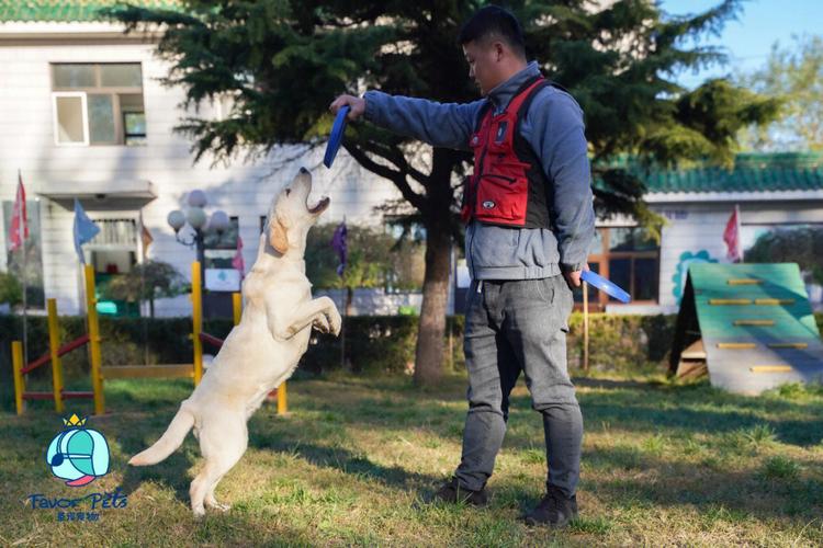 训狗师暴力训犬视频大全 