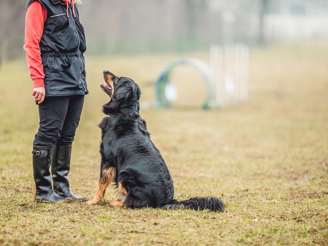  训犬师训狗现场视频大全集