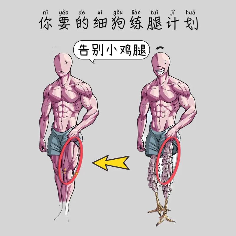 细狗怎么训小腿 