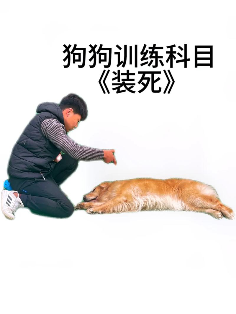 大狗训犬教程视频 