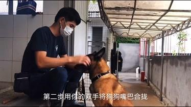 狗训狗的视频大全集免费观看 