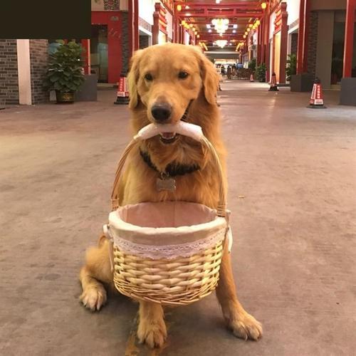  训犬叼篮子