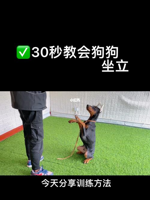 成年狗坐立怎么训 